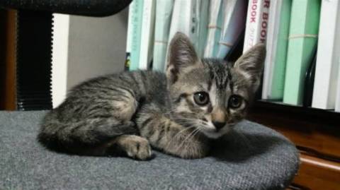 ５月８日生まれ。しましま。
