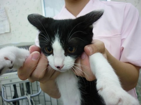 毛色：黒白。もう１頭の女の子より