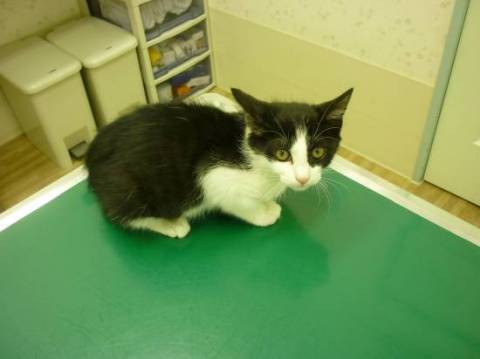 毛色：黒白。もう１頭の男の子より