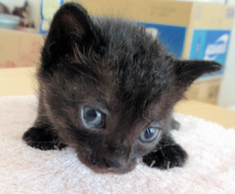 生後１ヵ月ぐらいの黒猫のかわいい