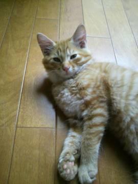母親猫が毛の長いミックス猫なので
