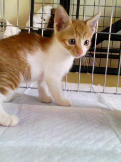 3ヶ月の子猫ちゃん３匹です
皆