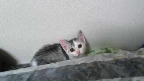 尻尾まっすぐでおみみは大きめ、肉