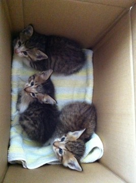 ミックス猫ですが、目がすごくかわ