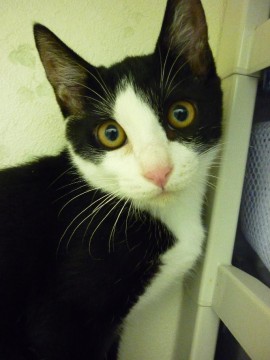 毛色：黒白
黒い部分が多く、足