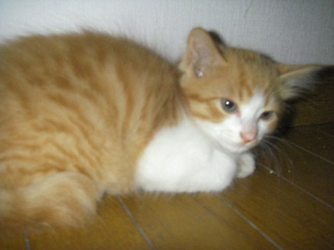 茶トラのオスです。
大人しく、