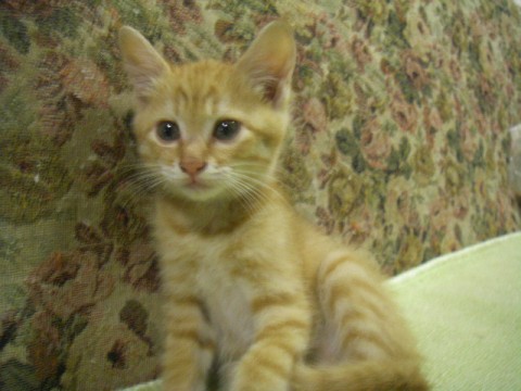 茶トラのオスです。
大人しく、