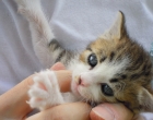 キジトラ白。とても人懐っこい性格