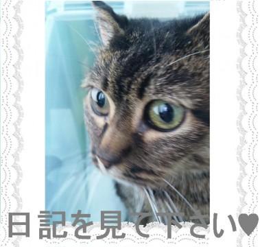 何かが分からない音におびえて