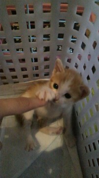 茶白が２匹です！