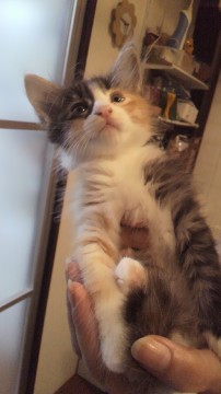 三毛猫です！
毛足が、長く、ふ