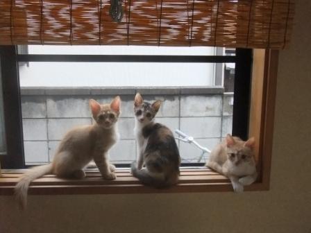 ミケはメスで、茶トラ２匹はオスの