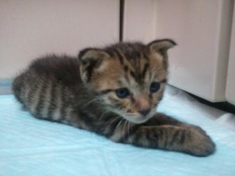 全身とら柄です。
チーターの赤