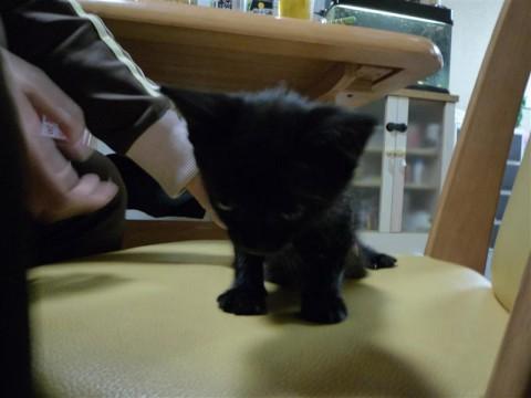 黒猫。すごくやんちゃで人懐っこい