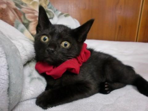 生後2～3ヶ月くらいの、黒猫の男