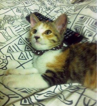 三毛猫で鼻が黒いのがかわいいです