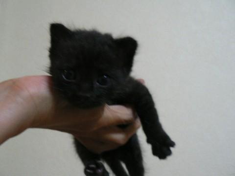 かわいい黒ネコさんです。
お目