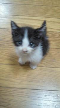 野良猫の子供ではなく、飼い猫の子