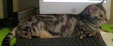 種類：ベンガル
飼い主にずっと