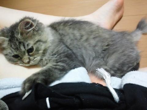 【種類】
雑種(洋猫×長毛MI