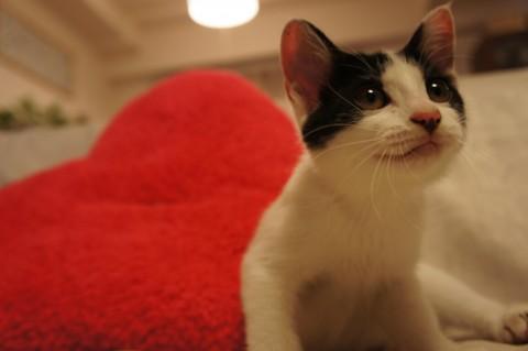 とっても人懐こくて、甘えん坊な性