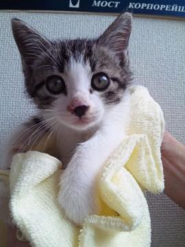 元気いっぱいで人懐こいこにゃんこ