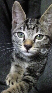 徳島県 黒と灰色のまだら模様 トイレ 猫の里親募集 ネコジルシ 徳島県 黒と灰色のまだら模様 トイレ 猫の里親募集 ネコジルシ