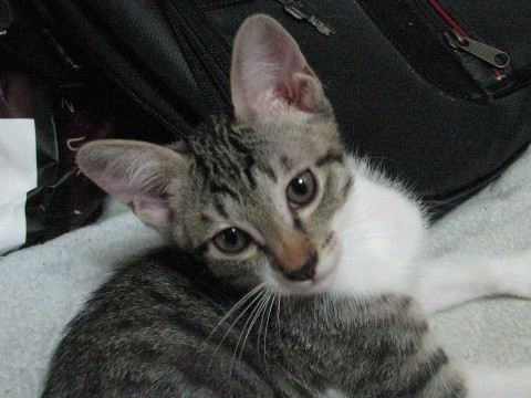 １枚目　レオくん（男の子）
