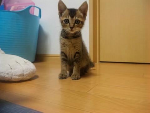 柄は、アビシニアンみたいに毛色が