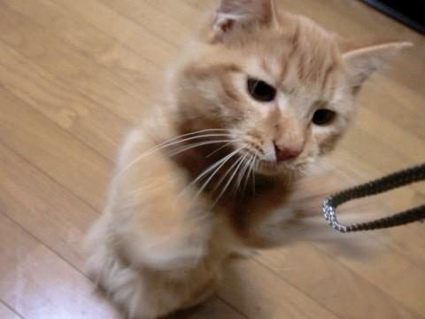 好奇心旺盛で人懐っこいです。人見