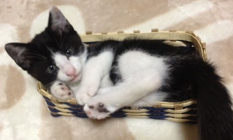 白・黒の模様ですごくおてんばです