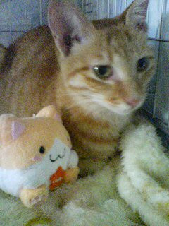 茶トラのきれいな柄の猫です。（仮