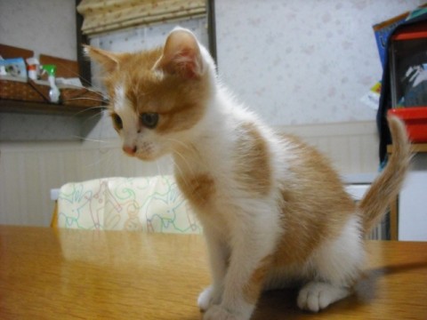 白茶（オス）白毛の多い白茶です。