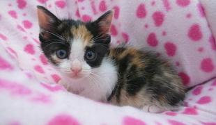 cat_11037_2.jpg