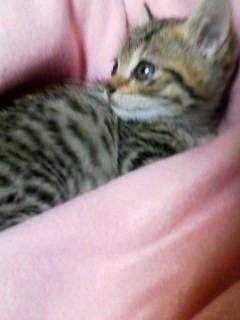 ３匹のうち一番体が小さく、甘えん