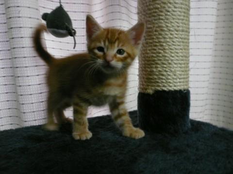 レッドタビー
同じ毛色の兄弟猫