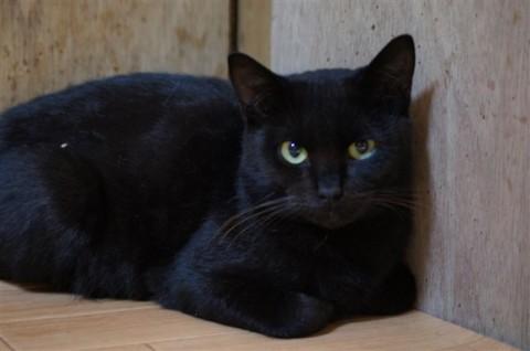 ・少し怖がりですが、人は大好きで