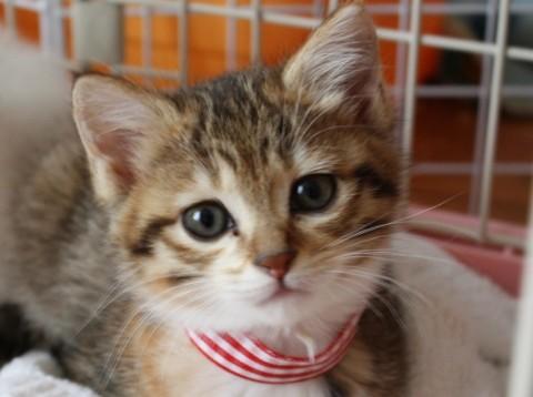 きれいなキジトラ×白です。お顔の