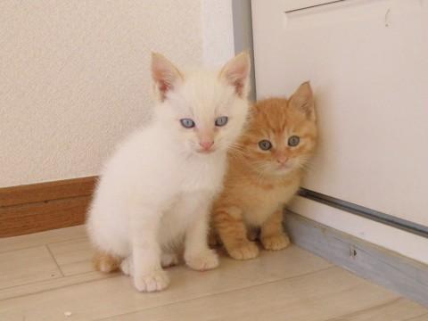 京太郎（白）
全体的に白色で、