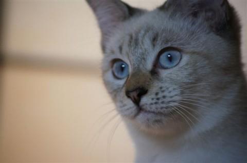 とても甘えん坊で、すぐ膝の上に乗