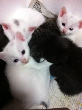 現在は黒猫2匹です。
男の子と