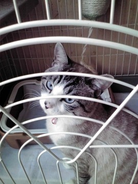 シャムミックスで青い目が特徴です