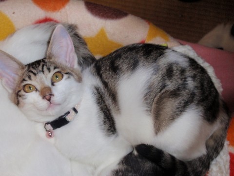 元気に兄妹猫と遊んでいます。