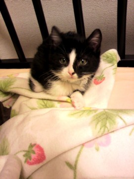 特徴 ：　白黒はちわれ　鍵尻尾（