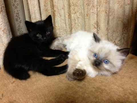 黒猫（♂・短毛でうっすらシマあり