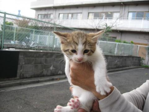 白に茶混じりのこ、サビ、キジがい