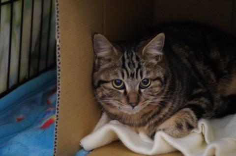 アメショーのMixと思われ、とて