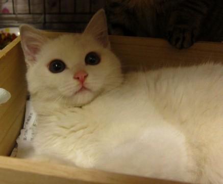 かわいい顔、美しい体、しっぽまっ