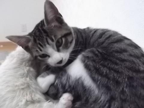 白と黒２色の子猫、ミックスです。