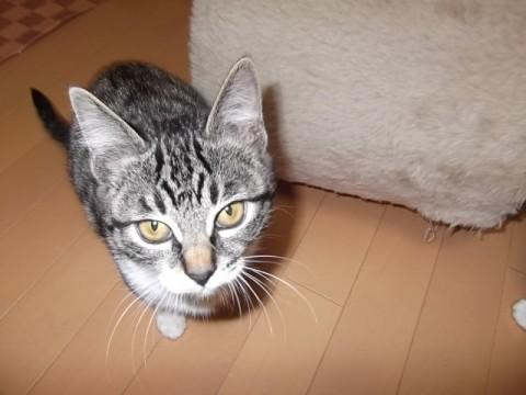 黒と白のミックス。黒は縞模様あり